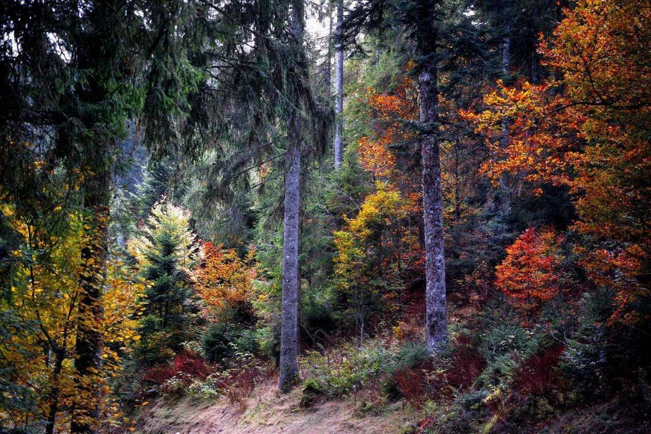 Menzenschwand-Hinterdorf C4 Albmatte-Fewo Sauna, Hallenbad Aussenbecken Massagen Nebenan מראה חיצוני תמונה