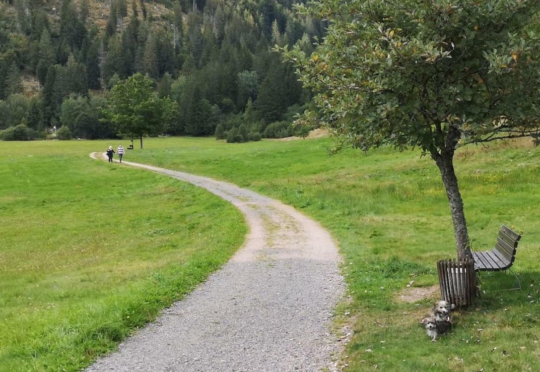 Menzenschwand-Hinterdorf C4 Albmatte-Fewo Sauna, Hallenbad Aussenbecken Massagen Nebenan מראה חיצוני תמונה